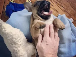 4 PAW MEMBERS!!!  Please vote for your favorite Happy Frenchies!