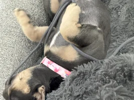 Meet Saki the French Bulldog. There's never a dull day with our precious Frenchie.