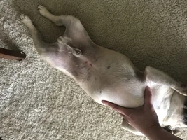 Belly and Back Leg Skin has Dark Spots / Irritations