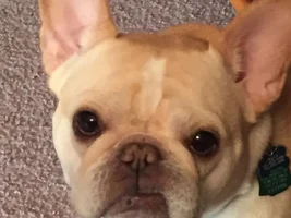 4 Paw Members!  VOTE NOW!!  September Frenchie-tude Contest!