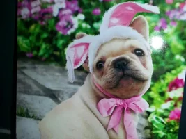 Two Cute Frenchie Cards
