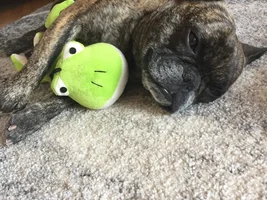 ~ENTER HERE~ May 2019 Frenchie of the Month Contest: My Favorite Picture