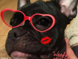 4 Paw Members VOTE NOW!  February French of the month