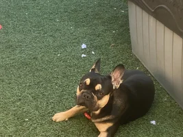 New French bulldog puppy mom