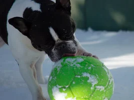 Snow Soccer Wally style