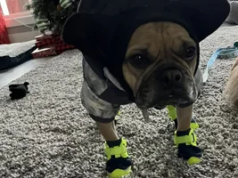 Rusty in his winter clothes
