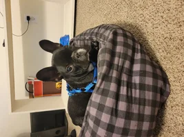 ~ENTER HERE~ January 2022 Frenchie of the Month "Frenchie-Tude"