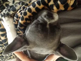 taping frenchie ears?