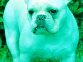 ~ENTER HERE~ Frenchie of the Month Contest ~ Frenchies in Green ~