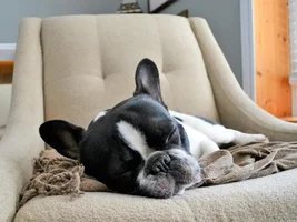 4 PAW MEMBERS!!!  Please VOTE for your favorite Sleepy Frenchies!