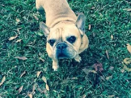 ~Blossom~French Bulldog Available for Adoption in Texas