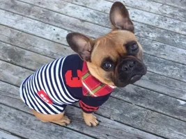 4 PAW MEMBERS ~ VOTE NOW ~ September Frenchie of the Month :D