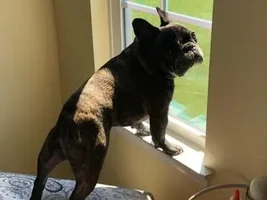 VOTE NOW!!! Frenchies having FUN IN THE SUN!