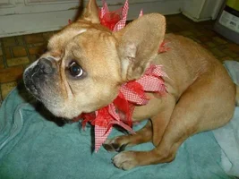 August Frenchie of the Month .... 4 Paw Members Please VOTE!