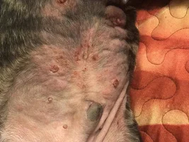 rash allergy
