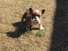 New Frenchie Dad