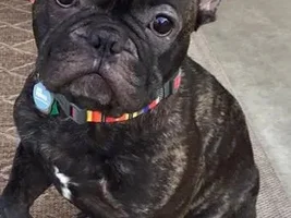 ~Marcel~French Bulldog Available for Adoption in Texas
