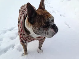Buster Helps Mama Move Snow