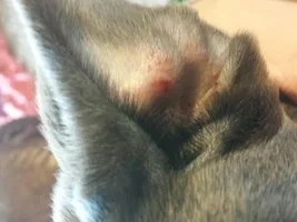 help! scratches on charlie's left ear ??