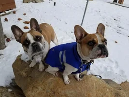 4 Paw Members!!!  Please vote for our Frozen Frenchies!
