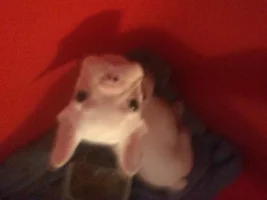 Considering getting Isabelle a friend...