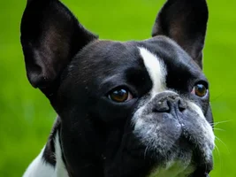September 2014 Frenchie of the Month Contest ~ENTER HERE~