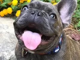 4 PAW MEMBERS!!!  Please VOTE for your favorite Smiling Frenchies!