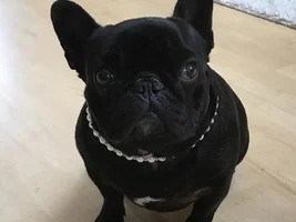 We're Back - Little Miss Tallulah and I missed you all!