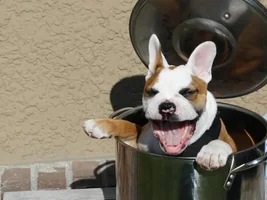 4 Paw Members, Please vote for June Frenchie of the Month!