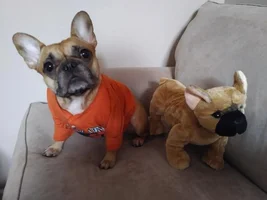French Bulldog Clothes