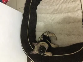 3 month old Frenchie too small? Confused...