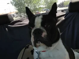 Meet tank!