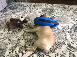 Cone brand good for Frenchies