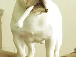 ENTER HERE ~ Sept 2015 Frenchie of the Month ~ Frenchie-Tude