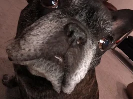 ATTENTION MEMBERS!!  Time to vote for Frenchie of the Month!!!