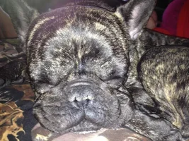 July 2014 Frenchie of the Month Contest ~ENTER HERE~