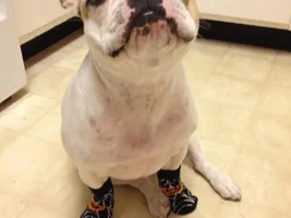 September 2013 Frenchie of the Month Contest ~ENTER HERE~