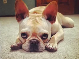 July 2013  Frenchie of the Month Contest ~ENTER HERE~