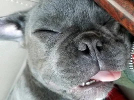 4 PAW MEMBERS!!!  Please VOTE for your favorite Sleepy Frenchies!