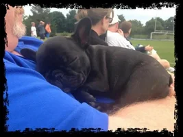 Introducing Tallulah