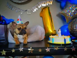 Hugo had his first barkday