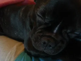 Sweet sleep...