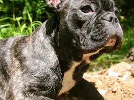 VOTE NOW!!!  Frenchies having FUN IN THE SUN!