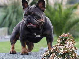 Different Frenchie body types?