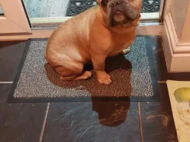 📷 Please submit a photo for the French Bulldog News Header & Logo!
