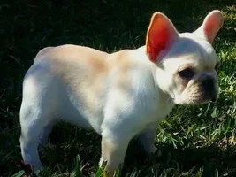 4 Paw Members, Please vote for February Frenchie of the Month!