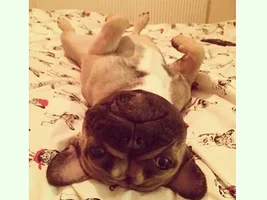 VOTE NOW!! April SMILING FRENCHIES Contest