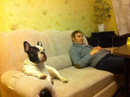 Muffin - sweet bulldog from Russia :)