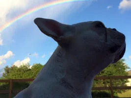 4 PAW MEMBERS ~ VOTE NOW ~ September Frenchie of the Month :D