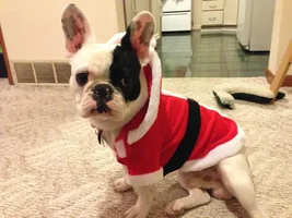 Let's see frenchies in sweaters :)
